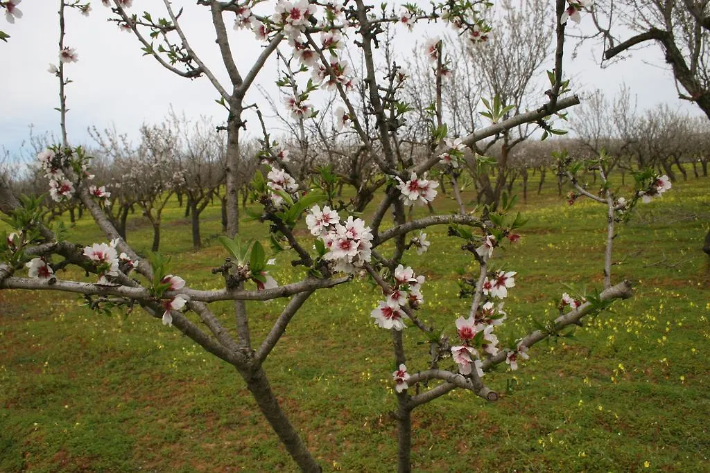 Agriturismo Il Mandorleto Villa Pergusa